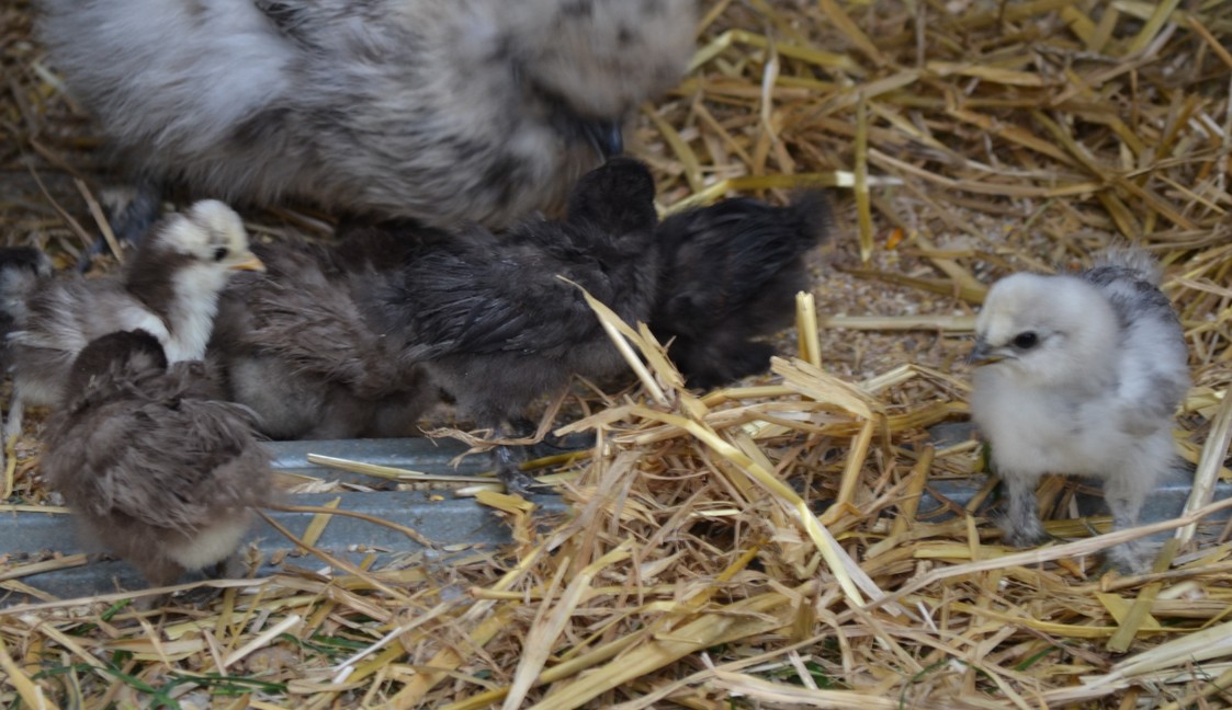 Poussins nés sous poule