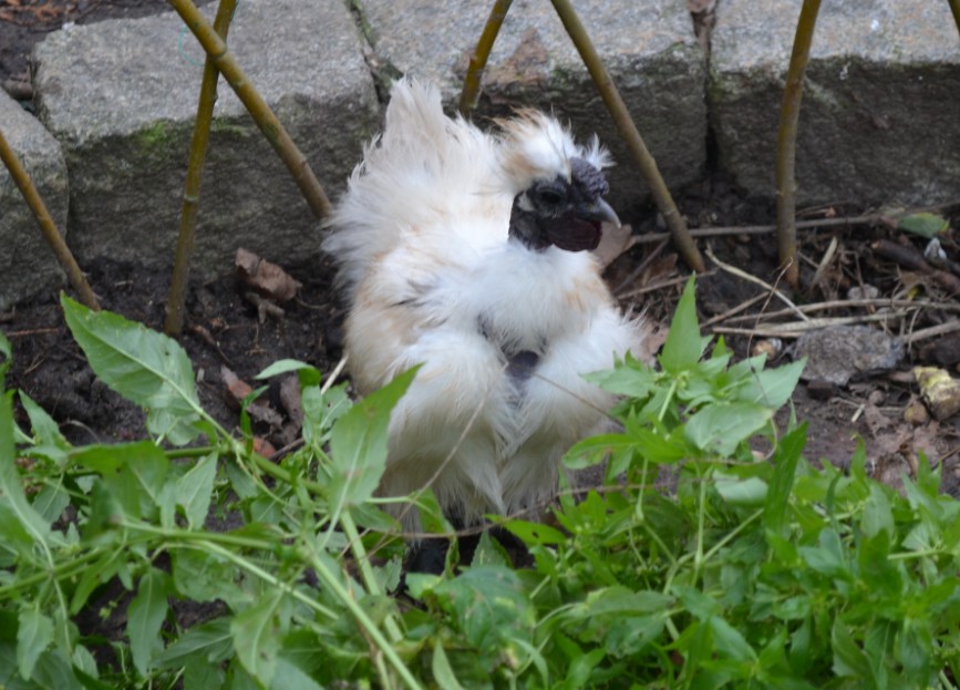 Jeune coq showgirl Btn