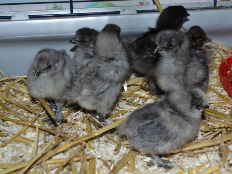 Poussins bleus